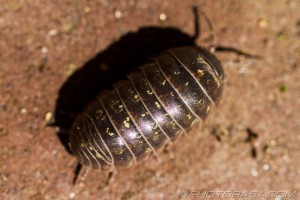 woodlouse carapace