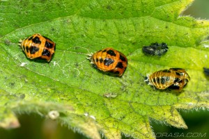 3 shed ladybird larvae skins in a row