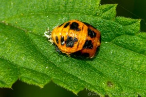 final instar change into ladybird