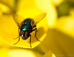 hairy greenbottle fly eyes