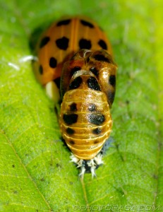larva skin shed with ladybird in background