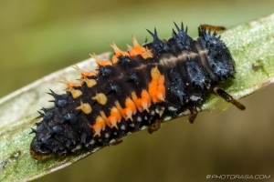 orange and black ladybird harlequin larva