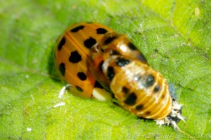 young ladybird emerging from larva