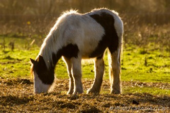 afternoon sun catching white neck hair of pony