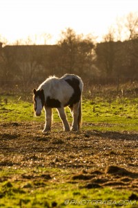 chestnut skewbald pony in afternoon sun