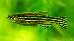 danio striped fish with patterned fins
