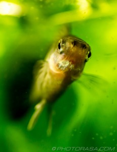 gourami fish swimming into view