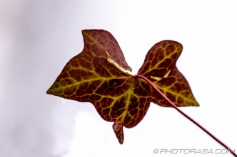 green and purple vine leaf underside