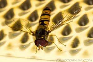 hoverfly on light