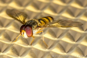 marmalade fly close up