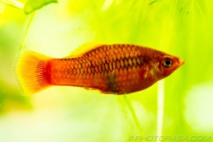 platy with patterned scales