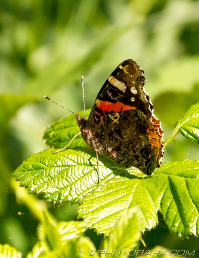 red admiral perched on leaf