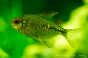 shiny glittering tetra fish