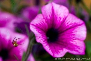 spider and flower