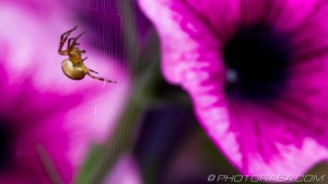spider in purple petunias