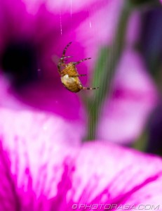 spider making web in petunias