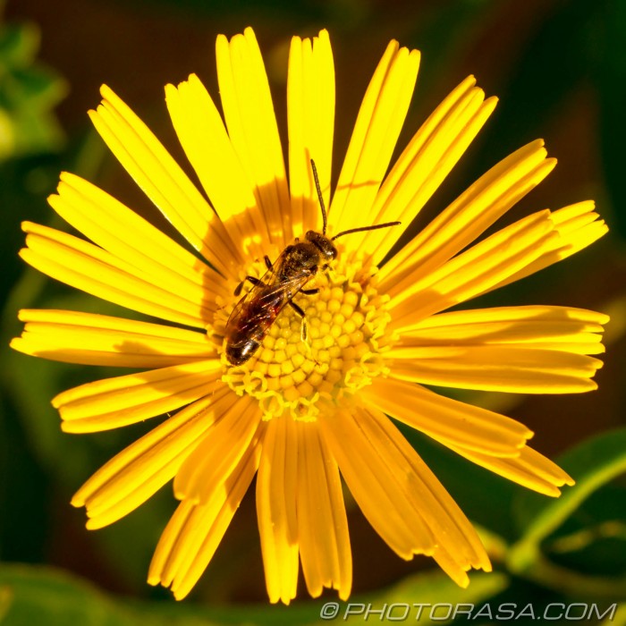 sunny flower and hoverfly