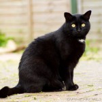 black cat, yellow eyes