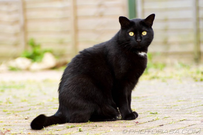 black cat, yellow eyes