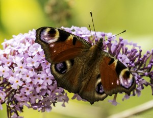 female peacock butterfly