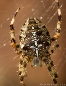 abdomen pattern of brown cross spider