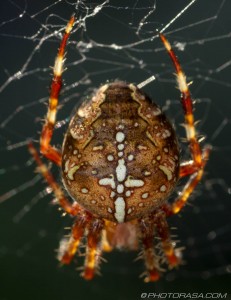 abdomen pattern of orange cross spider