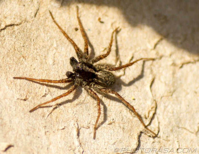 male wolf spider - Photorasa Free HD Photos