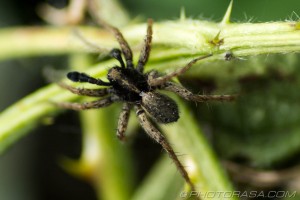 male wolf spider in the foliage
