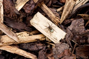 spider on wood and bark