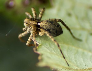 house spider on the end of a leaf