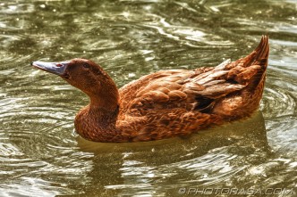 brown campbell duck