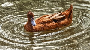 hd brown duck in water ripple