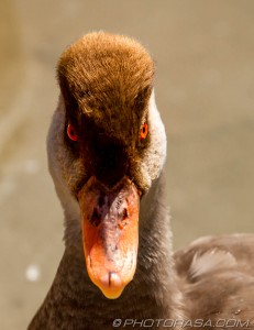 head of young red breasted pochard