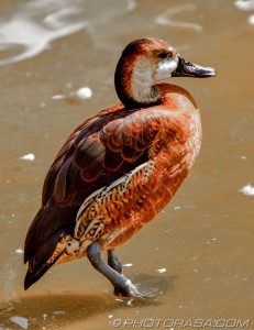 orange red and brown duck