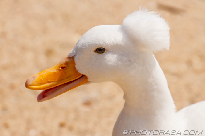 quacking white crested runner
