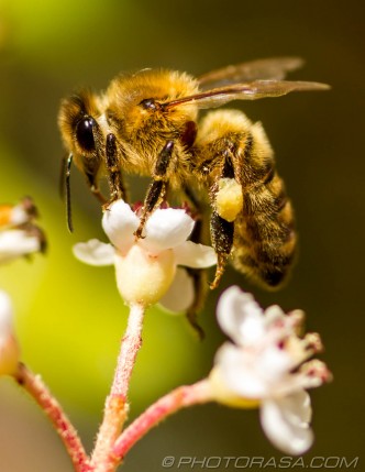 apis mellifera honey bee balancing on top of flower