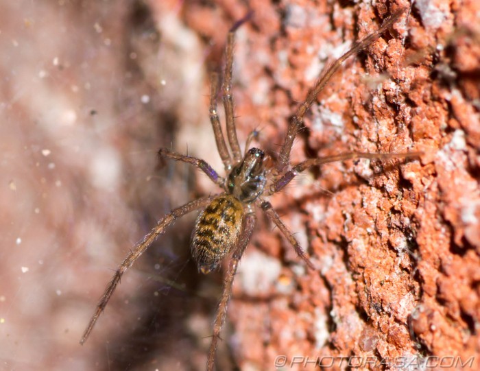 baby giant house spider - Photorasa Free HD Photos