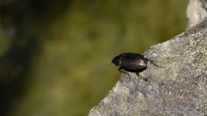 beetle on the edge