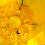 bug and large yellow stamens