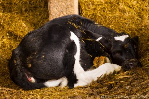 calf sleeping