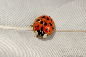 close up of ladybird on feather
