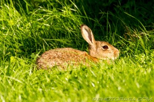 close up of wild rabbit sitting in a field