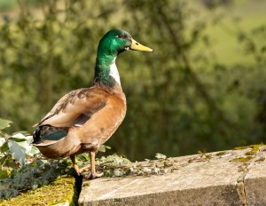 emerald green duck perched on a wall