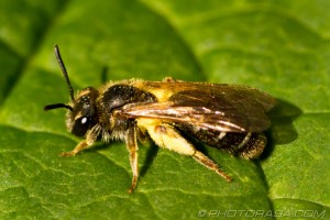 eurpoean honey bee with wings folded
