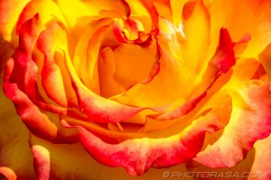 flame rose petals