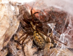 giant house spider in webbing