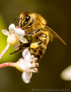 honey bee on flower with pollen collected on rear leg