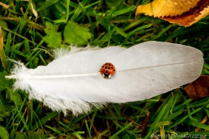 ladybird on a white feather