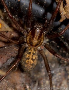 large spider near nest