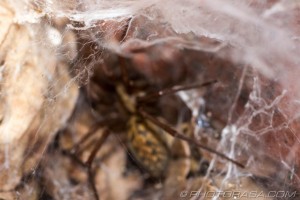 layered funnel web with spider in background